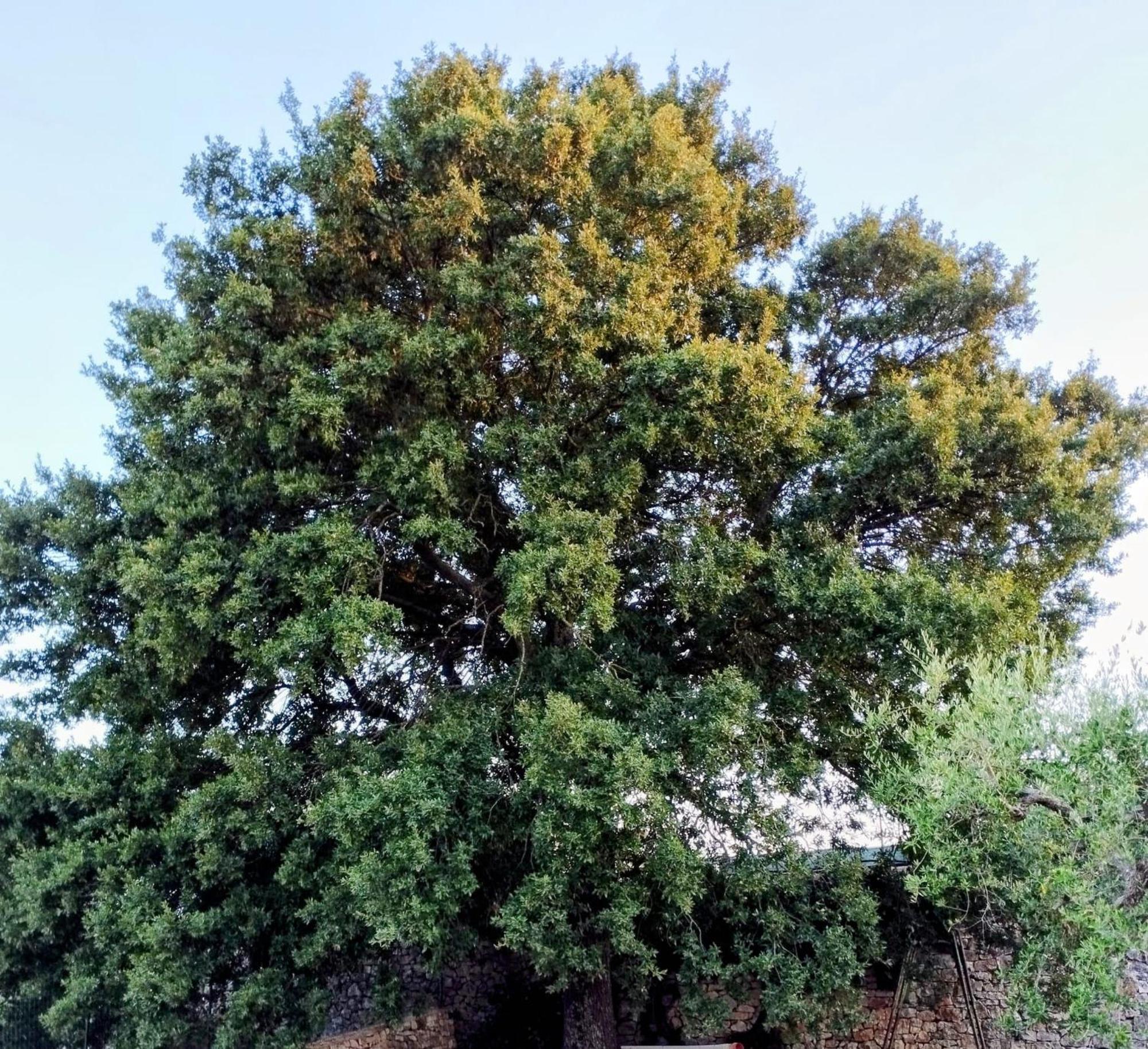 Trulli La Quercia Del Nonno Locorotondo Exterior foto